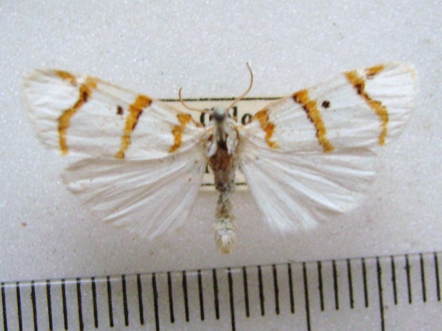 Cyana capensis